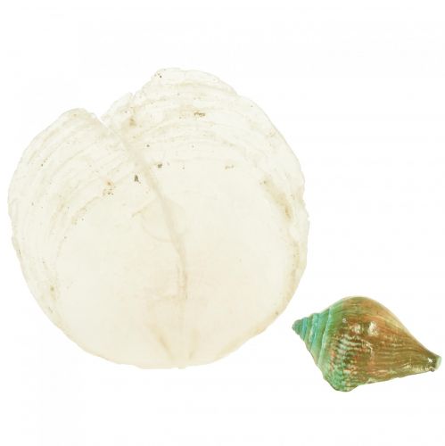 Floristik21 Capiz Perlmutt Muschel Perlmuttscheiben Meeresschneckenhaus Grün 3,5–9,5cm 750g