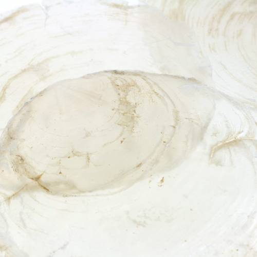Capiz-Muschel 250g