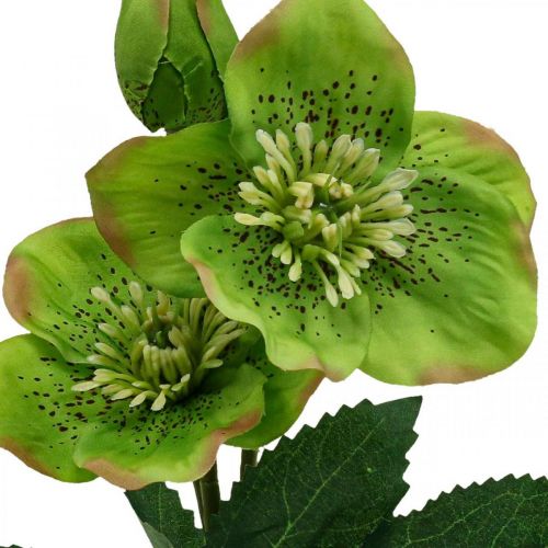 Floristik21 Christrose Lenzrose Nieswurz Kunstblumen Grün L34cm 4 St