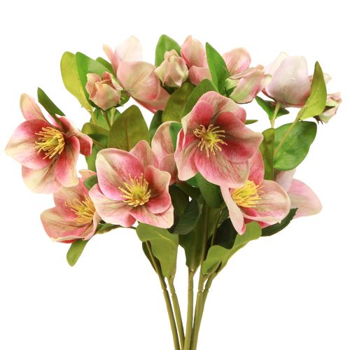 Floristik21 Eleganter Strauß Rosa Christrosen – 35 cm 6St. für florale Deko-Highlights