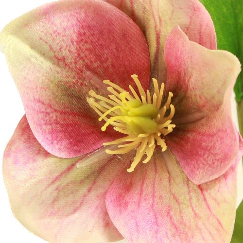 Floristik21 Eleganter Strauß Rosa Christrosen – 35 cm 6St. für florale Deko-Highlights