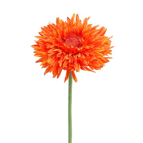 Floristik21 Chrysantheme Teddy 63cm Orange