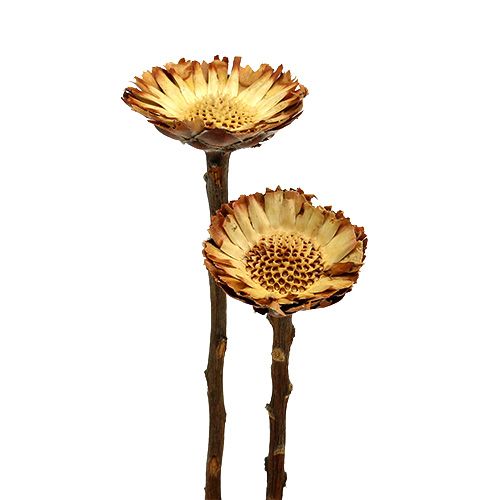 Floristik21 Compacta Rosette Hell 50 St