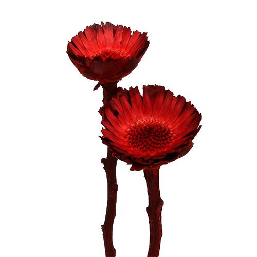 Floristik21 Compacta Rosette rot 40 St