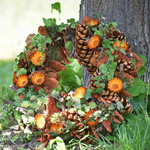 Floristik21 Zapfen Pinus Maritima 10cm - 15cm Natur 3 St