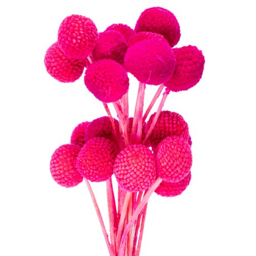 Craspedia Trockenblumen-Bund 55 cm Pink 20 Stiele
