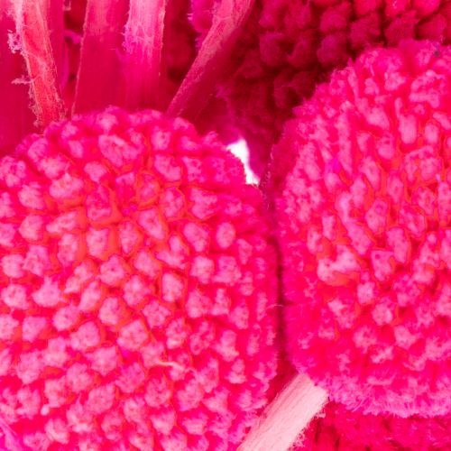 Craspedia Trockenblumen-Bund 55 cm Pink 20 Stiele | Floristik21.de