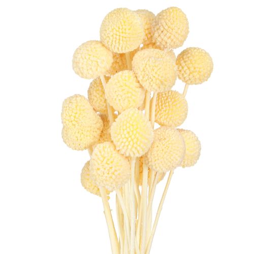 Artikel Craspedia Creme Trockenblumen Trommelstöckchen 50-55cm 20 St