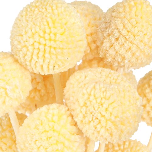 Artikel Craspedia Creme Trockenblumen Trommelstöckchen 50-55cm 20 St