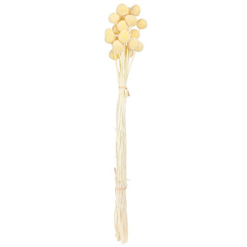 Artikel Craspedia Creme Trockenblumen Trommelstöckchen 50-55cm 20 St