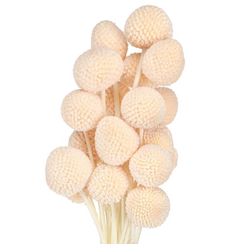 Floristik21 Craspedia Peach 50-55cm 20St - Dekorative Trockenblumen für Floristen