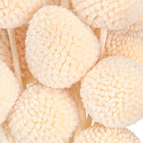 Artikel Craspedia Peach 50-55cm 20St - Dekorative Trockenblumen für Floristen