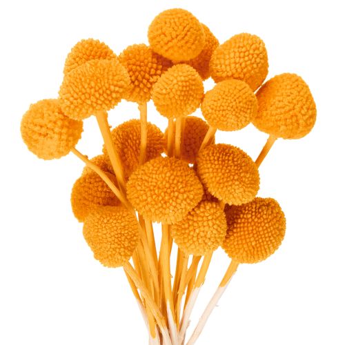 Craspedia Trockenblumenstrauß 55 cm Orange 20 Stiele