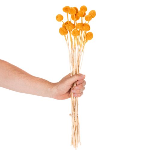 Craspedia Trockenblumenstrauß 55 cm Orange 20 Stiele | Floristik21.de