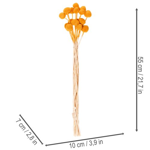 Craspedia Trockenblumenstrauß 55 cm Orange 20 Stiele | Floristik21.de