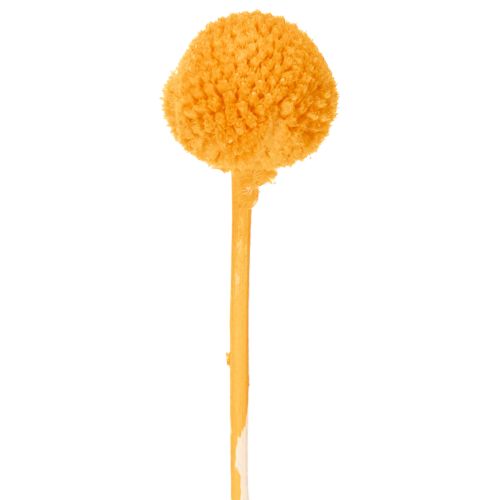 Craspedia Trockenblumenstrauß 55 cm Orange 20 Stiele | Floristik21.de