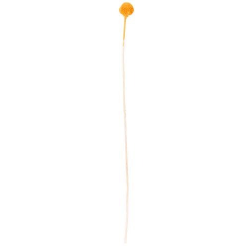 Craspedia Trockenblumenstrauß 55 cm Orange 20 Stiele | Floristik21.de