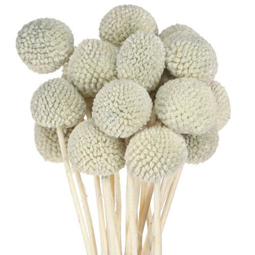 Artikel Craspedia Grau Trockenblumen Trommelstöckchen 50-55cm 20St Deko Floristik