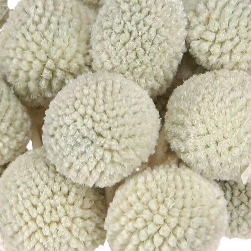 Artikel Craspedia Grau Trockenblumen Trommelstöckchen 50-55cm 20St Deko Floristik