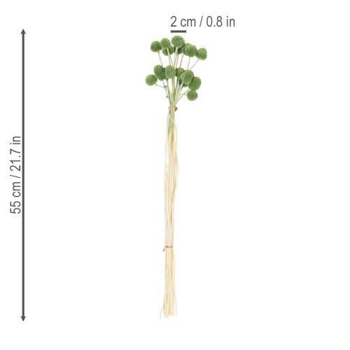 Artikel Trockenpflanzen Craspedia Kugeln 55cm 20 Stück Innen-/Außendekoration
