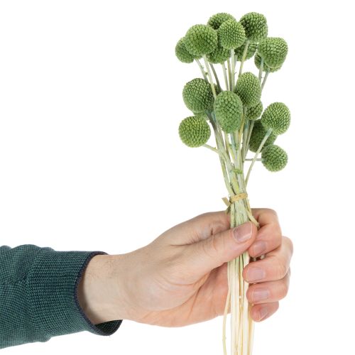 Artikel Trockenpflanzen Craspedia Kugeln 55cm 20 Stück Innen-/Außendekoration
