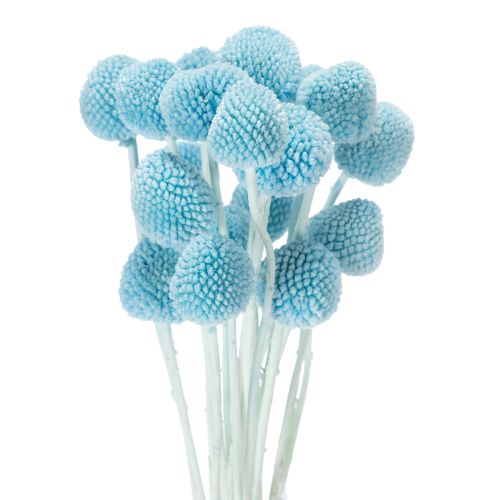 Craspedia Trockenblumen 55cm Deko für Vase Innenbereich 20 Stück