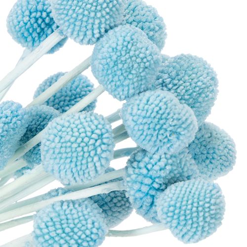 Artikel Craspedia Trockenblumen 55cm Deko für Vase Innenbereich 20 Stück