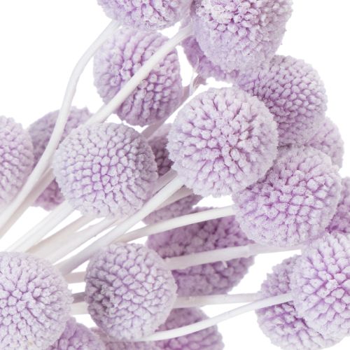 Artikel Craspedia Trockenblumen 55cm 20 Stiele für Tischdekoration Innenbereich