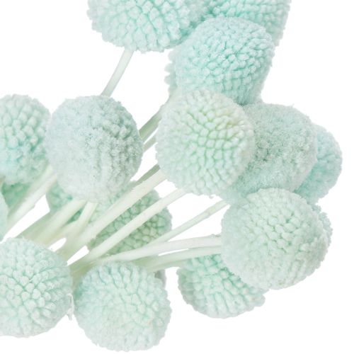 Artikel Trockenblumen Craspedia Bund 55cm für Innenraumdekoration