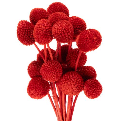 Trockenblumen Craspedia Rot, 55 cm, 20 Stiele, gefärbt