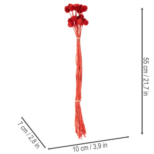 Trockenblumen Craspedia Rot, 55 cm, 20 Stiele, gefärbt | Floristik21.de
