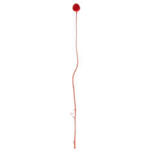 Trockenblumen Craspedia Rot, 55 cm, 20 Stiele, gefärbt | Floristik21.de