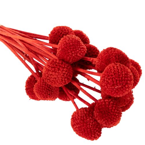 Trockenblumen Craspedia Rot, 55 cm, 20 Stiele, gefärbt | Floristik21.de