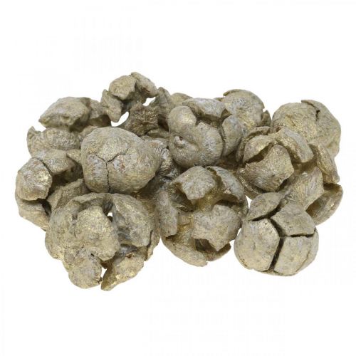 Zypressenzapfen Natur, Weihnachtsdeko, Bastelzapfen vergoldet Ø2–3cm H2,5–3,5g 330g Zypressenzapfen Natur, Weihnachtsdeko, Bastelzapfen vergoldet Ø2–3cm H2,5–3,5g 330g