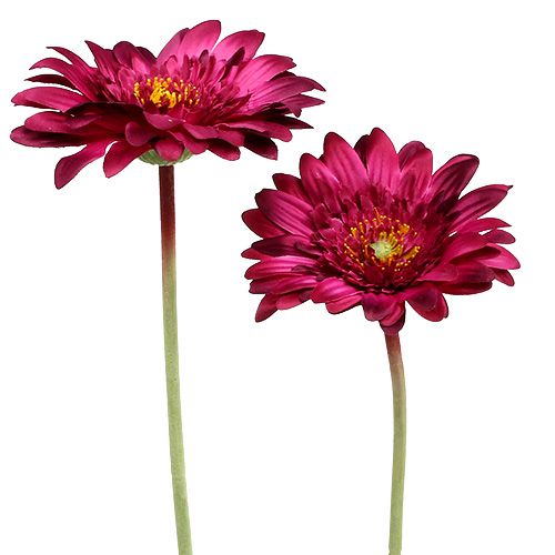 Floristik21 Deko-Gerbera Dunkelpink Ø10cm L53cm 6St