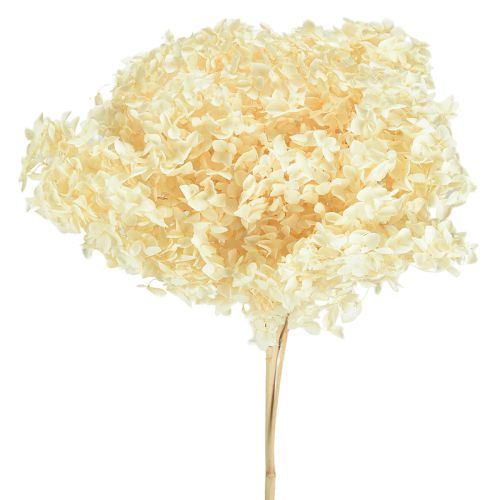 Deko Hortensie Creme Blume Konserviert Bodenvase XL Ø20cm