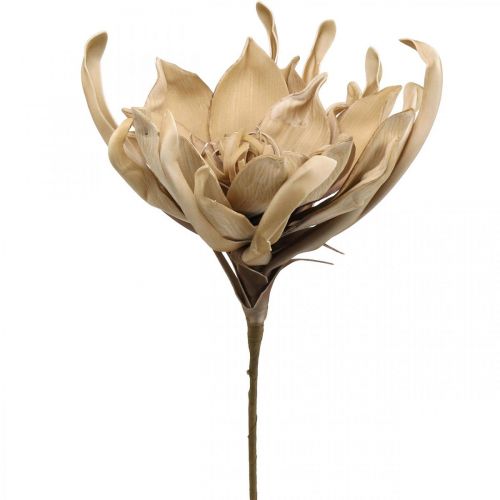 Floristik21 Deko Lotusblüte Künstlich Lotosblume Kunstblume Beige L68cm