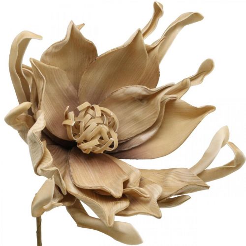 Artikel Deko Lotusblüte Künstlich Lotosblume Kunstblume Beige L68cm