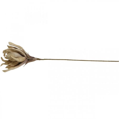 Floristik21 Deko Lotusblüte Künstlich Lotosblume Kunstblume Beige L68cm