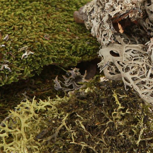 Artikel Deko-Moos zum Basteln Mix Grün, Hellgrün Naturmoos 75g