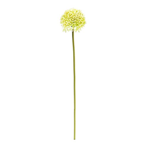Artikel Deko-Allium Creme Ø6,5cm L39cm