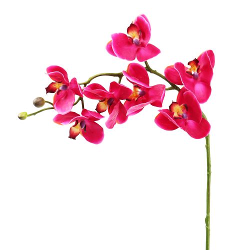 Floristik21 Künstliche Orchidee Fuchsia 77cm