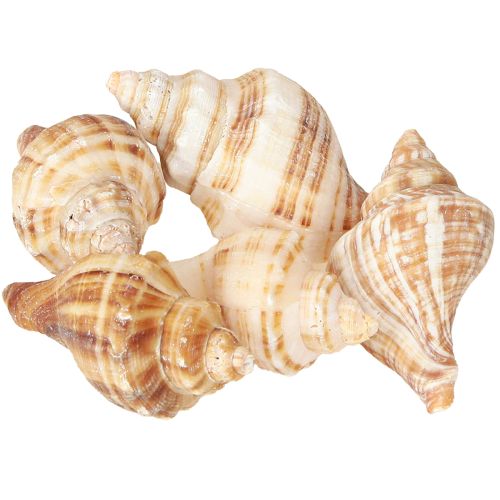 Floristik21 Muschel Schalen Deko Creme Braun Gestreift 3cm–8cm 300g Maritim Tischdeko