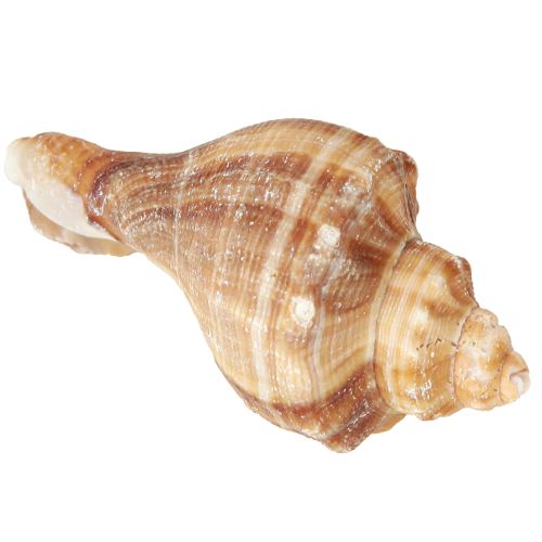 Artikel Muschel Schalen Deko Creme Braun Gestreift 3cm–8cm 300g Maritim Tischdeko
