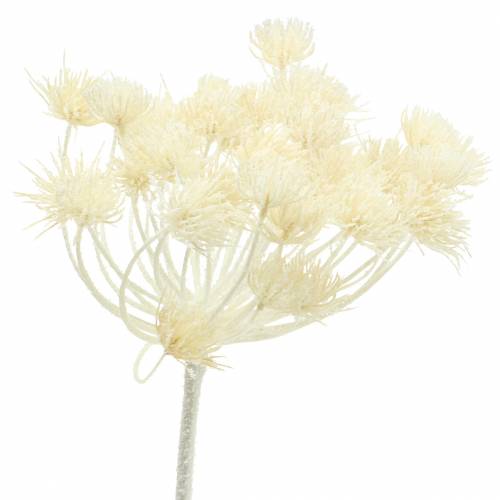 Dill Weiß beschneit 117cm