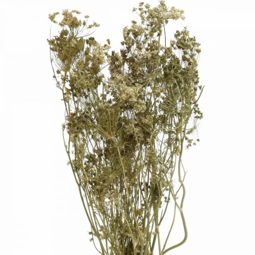 Trockenblumen Dill Natur Trockenfloristik 50cm 20St