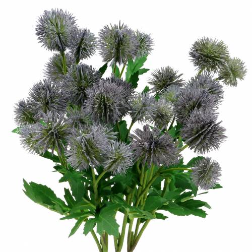 Floristik21 Distel Seidenblume Blau 56cm 3St