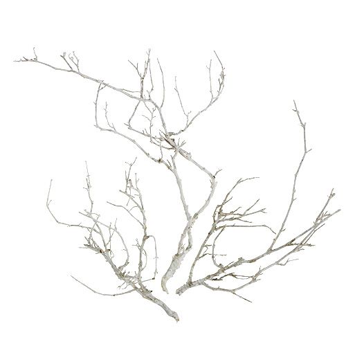 Floristik21 Dry Tree Weiß gewaschen 500g