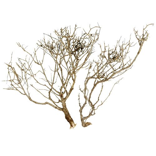 Floristik21 Dry Tree Natur 500gr