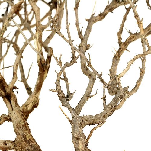 Artikel Dry Tree Natur 500gr